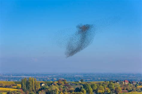 1,200+ Swarm Of Birds Stock Photos, Pictures & Royalty-Free Images - iStock