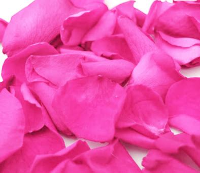 Bulk Rose Petals | Wholesale Fresh Rose Petals | Buy Rose Petals