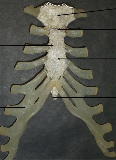 Sternum Diagram | Quizlet