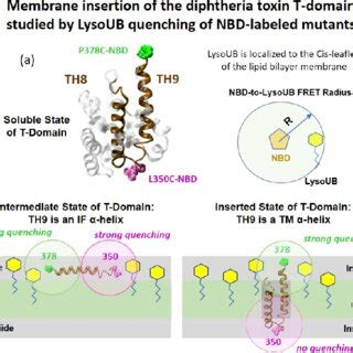 A Structure Of Soluble Diphtheria Toxin T Domain With Highlighted