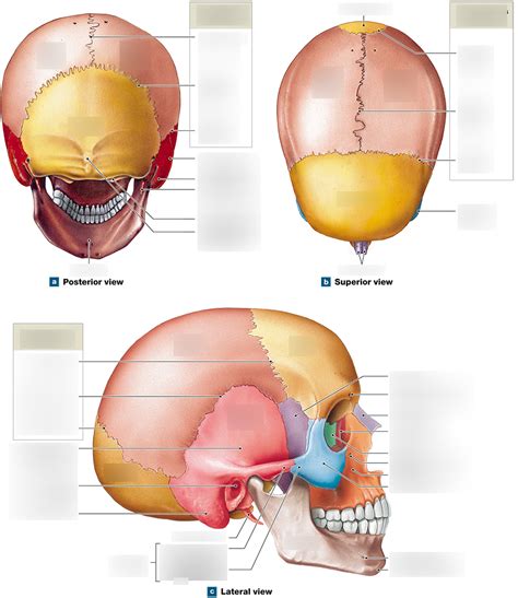 The Adult Skull Diagram Quizlet