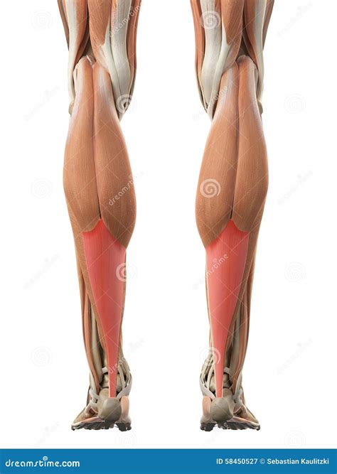 The achilles tendon stock illustration. Illustration of biomedical