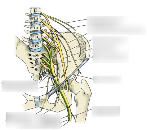 sacral nerve Diagram | Quizlet