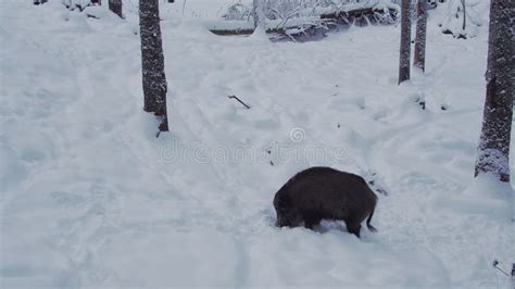 A Wild Boar Sus Scrofa Looking For Food In A Snow European Nature In