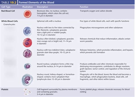 Chapter 18 White Blood Cells Descriptions Matching Diagram Quizlet