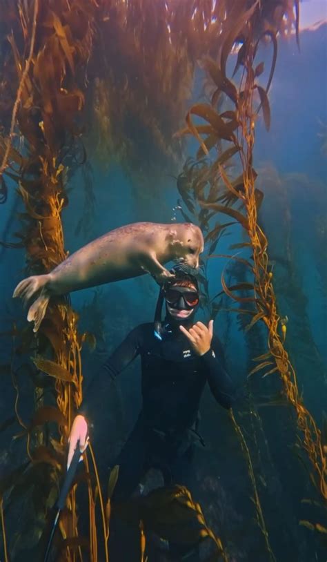diver strikes   friendship  seal  california coast