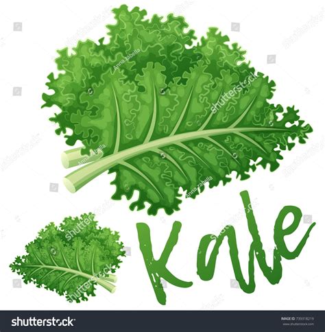 Kale Vegetable Icon Cartoon Vector Illustration Stock Vector (Royalty ...