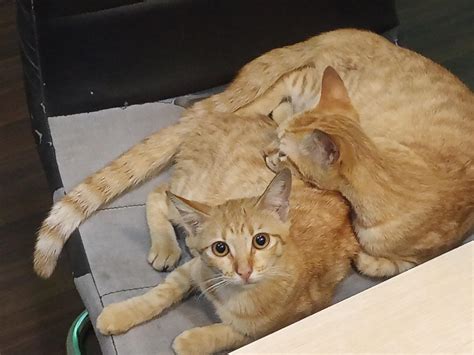 unexpected find at dentist clinic : r/Bondedpairs