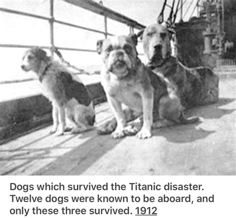 Titanic Sinking, Titanic Ship, Rms Titanic, Titanic Deaths, Titanic ...