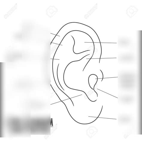 Anatomy - Outer Ear Diagram | Quizlet