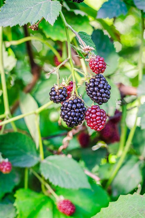 Wild Fruit Finding Free Food In Your Neighborhood