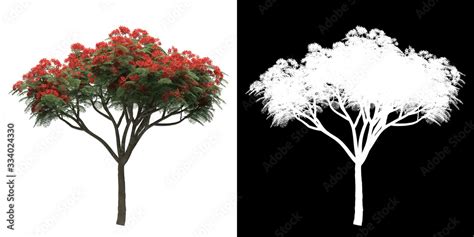 Left View Of Tree Delonix Regia Png With Alpha Channel To Cutout Made