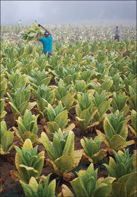 Environmental Consequences Of Tobacco Production And Consumption The