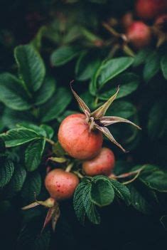 100 ideeën over Fruit botanische tekeningen botanische prenten