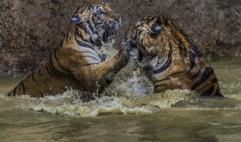 Tiger with Splash River Water. Tiger Action Wildlife Scene, Wild Cat, Nature Habitat. Tiger ...