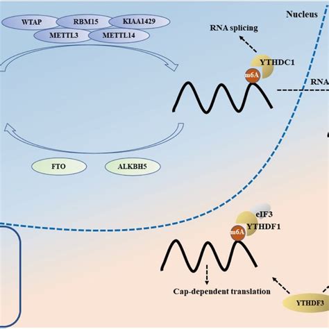 The Process Of M⁶a Modification M⁶a Rna Methylation Is Reversible And