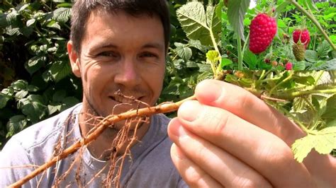 How To Propagate And Multiply Raspberry Plants Raspberry Plants Growing Raspberries Raspberry