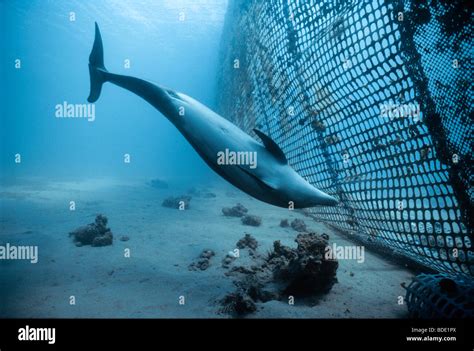 Bottlenose Dolphin Inspects Net Tursiops Truncatus Swimming Dolphin