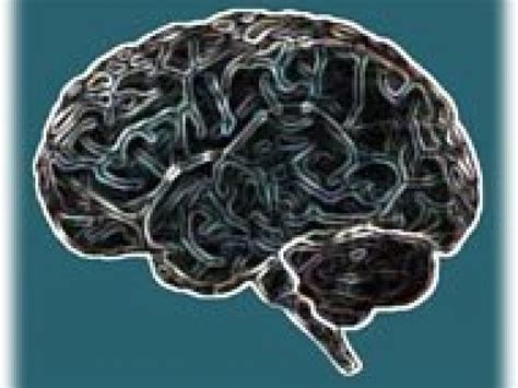 Genes for Bigger Brains | Science Features