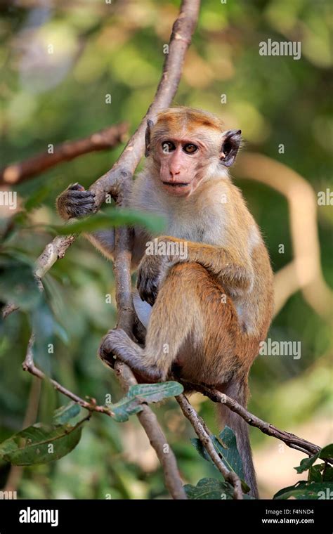 Toque Macaque Macaca Sinica Adult Climbing A Tree Yala National