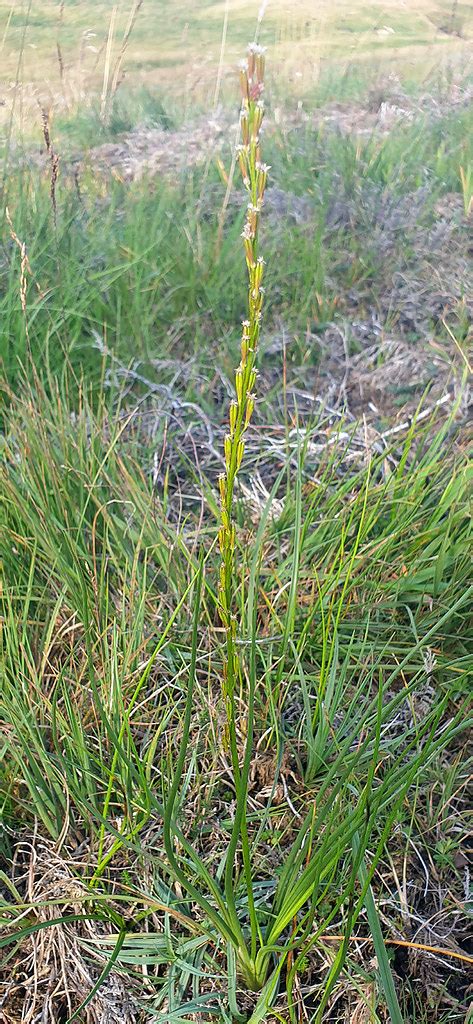 Marsh Arrowgrass Kergord Shetland 15th September 2021 Rob Fray