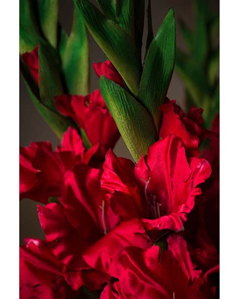 gladiola flower 7