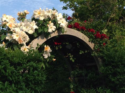 Climbing roses and their support structures, planting, training, and care