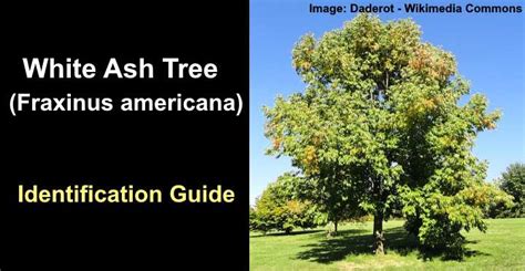 White Ash Tree Identification