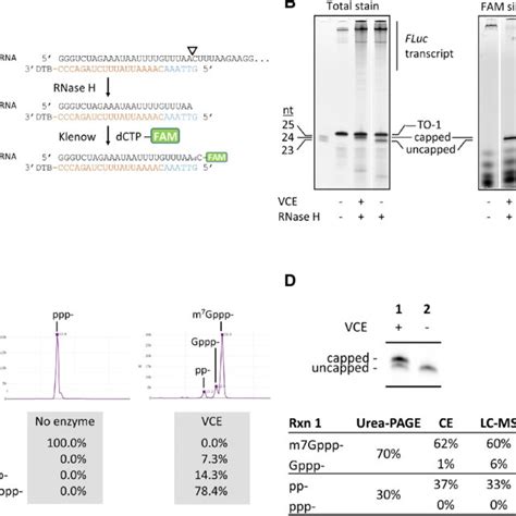 Fluorescent Labeling Of Rnase H Cleavage Products And Analyses A