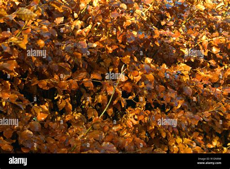 Beech hedge in winter coat Stock Photo - Alamy