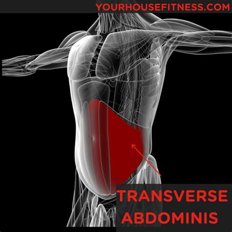 Transverse Abdominis 3d 