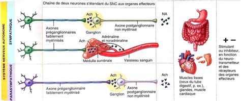 Syst Me Nerveux Sympathique Et Parasympathique Pdf