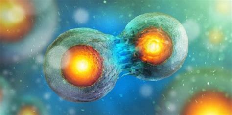 What is the nucleolus? - WhatMaster