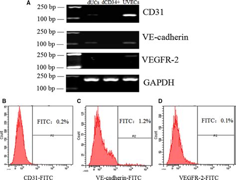 Validation Of Non‐vascular Endothelial Cells A Cd31 Ve‐cadherin And Download Scientific