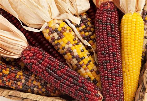 Maize vs Corn: Similarities and Differences