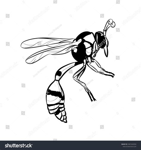 Insect Wasp Black White Illustration Vector Stock Vector (Royalty Free