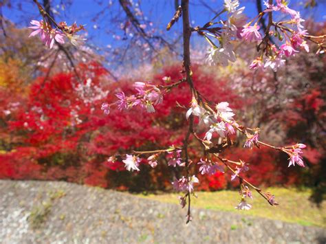 城峯公園・冬桜と紅葉のコラボレーション