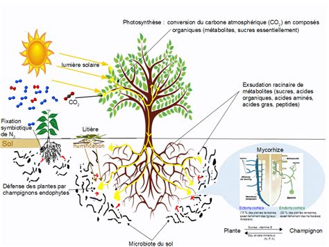 Des Surfaces D Changes Avec Le Milieu Ext Rieur Chez Les Plantes Fleurs