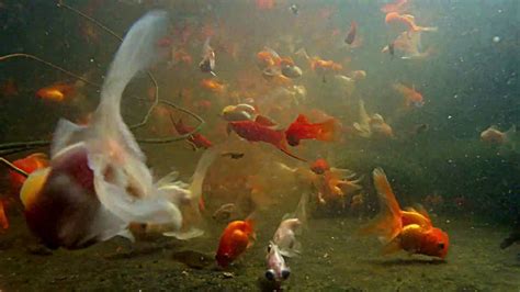 Goldfish Pond 2 Youtube