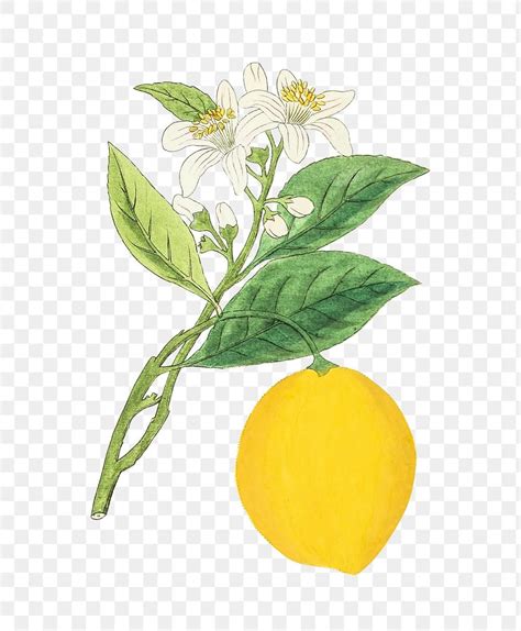 Download premium png of Vintage lemon on a branch design element about ...