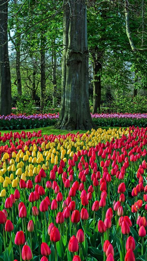 Tulips of the Keukenhof park - backiee