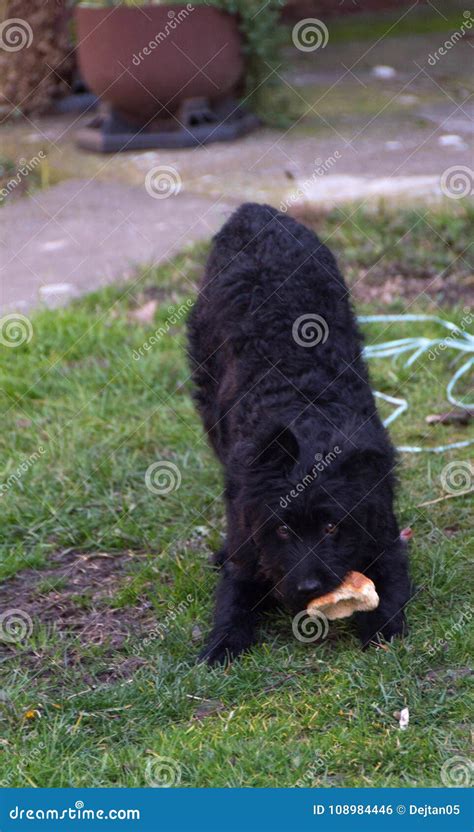 A playful dog, Pulin stock photo. Image of sheepdog - 108984446