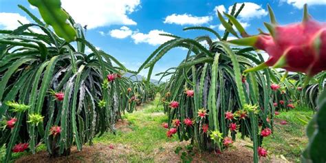 Dragon Fruit Farming Complete Beginners Guide Agric4profits