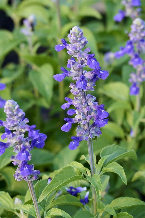 Mystic Spires Blue Salvia, Salvia x 'Balsalmisp' PP #18,054, Monrovia Plant