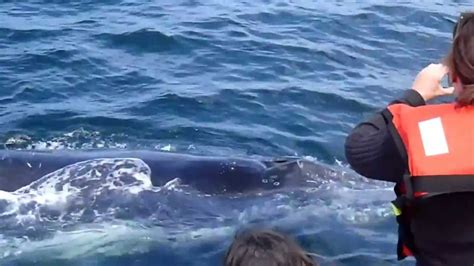 Curious Whale Port Venture Port Macquarie Whale Watching Youtube