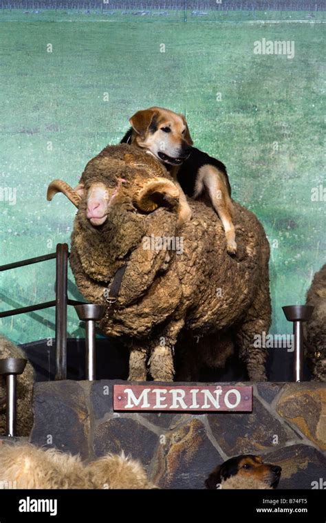 New Zealand North Island Rotorua Sheep Show At The Agrodome Merino