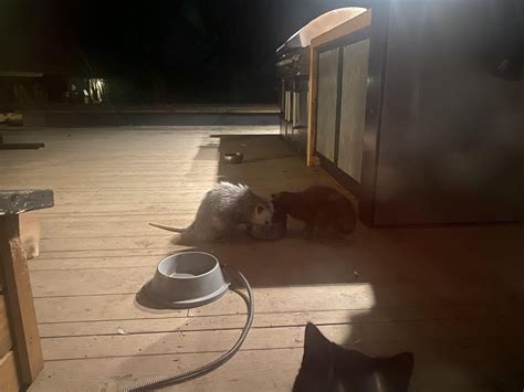 A Wild Possum Eating With My Cats R Opossums