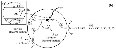 Principles of Photocatalysis in Photocatalytic Cementitious Material ...