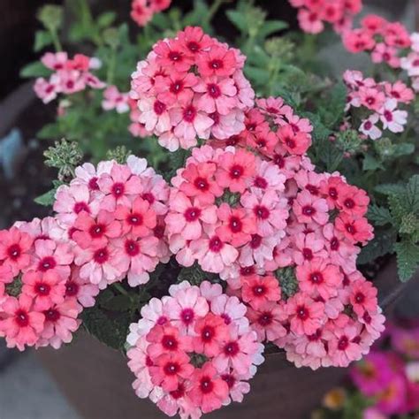 Trailing Verbena (Verbena x hybrida Lascar™ Mango Orange) - Garden.org