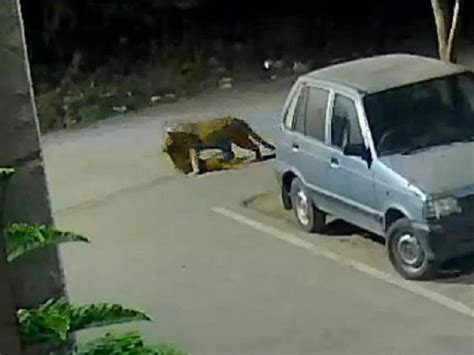 Leopard Hunted Dog Video Udaipur Rajasthan Leopard Attack Dog Video